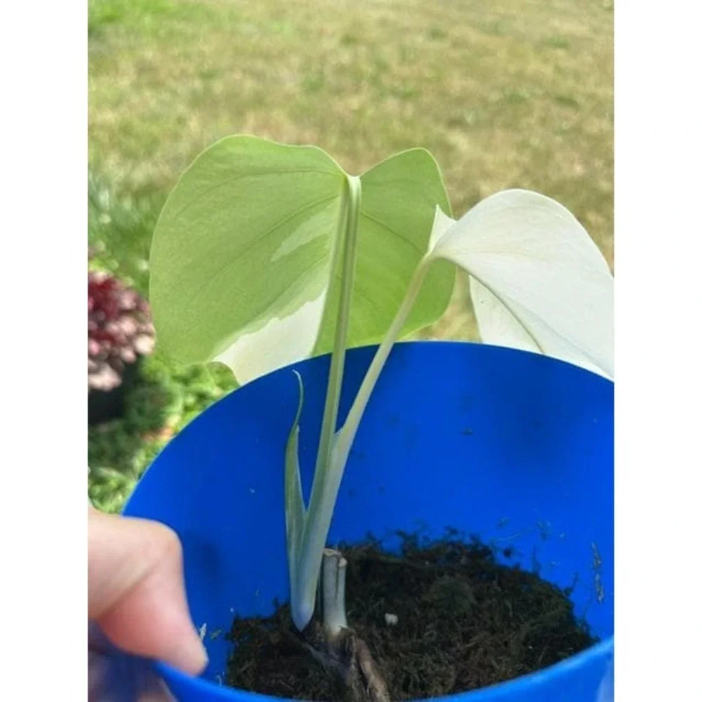 Monstera Albo Variegated – Exact Live Rooted Plant - US Seller - #5